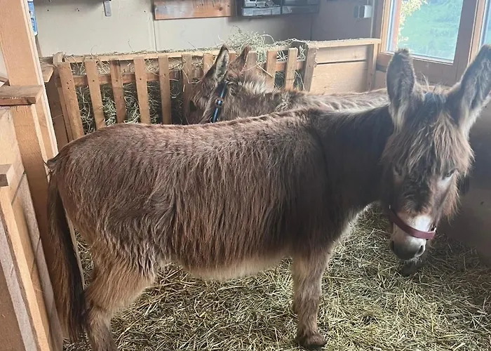 Apart-bergheim Fliess